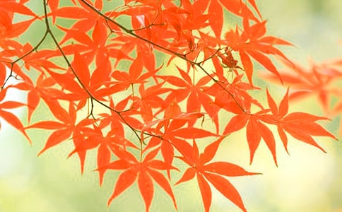 香山紅葉經典散文