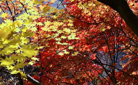 飄落的紅葉作文