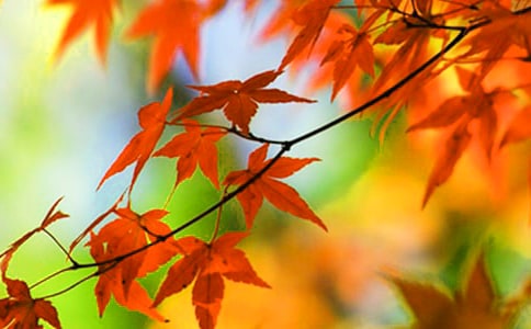 那片永不凋零的紅葉作文(精選27篇)