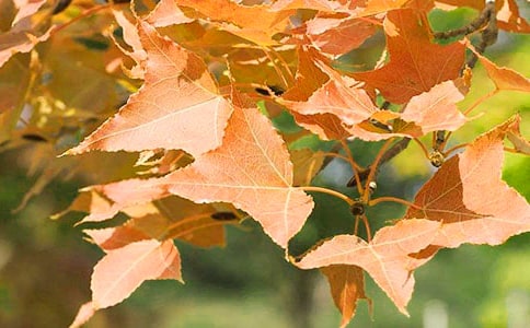 �^�t�~ɢ���S�P