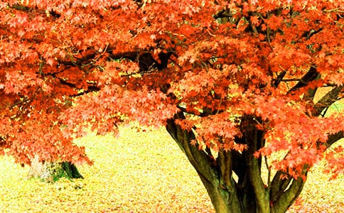 待到滿山紅葉時(shí),我在香山笑作文(精選54篇)