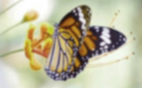 小班美術(shù)蝴蝶教案(精選15篇)