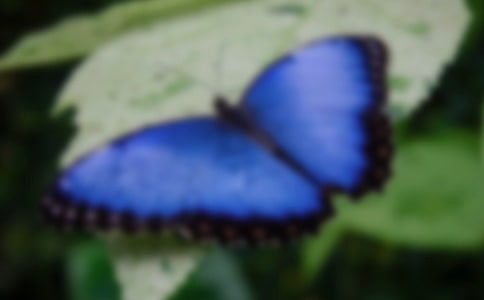 關(guān)于蝴蝶的作文【優(yōu)選15篇】