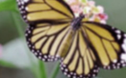 蝴蝶中班美術(shù)教案