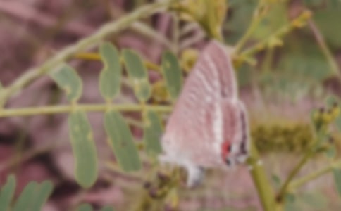 �L(f��ng)���еĺ���ɢ��