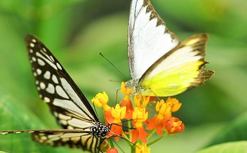 С���w����ӽ̰�Ԕ����˼�c�u�����@��ĺ�����