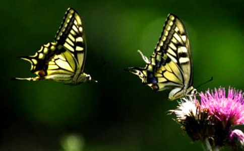 �а����g(sh��)�b��������̰������x11ƪ��