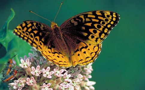 小班美術(shù)活動(dòng)美麗的蝴蝶教案