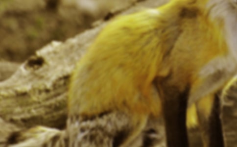 了不起的狐貍爸爸讀后感【薦】