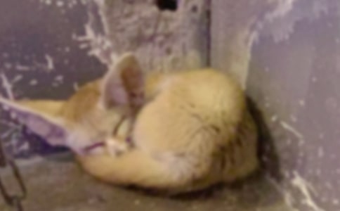 《狐貍和猴子》讀后感