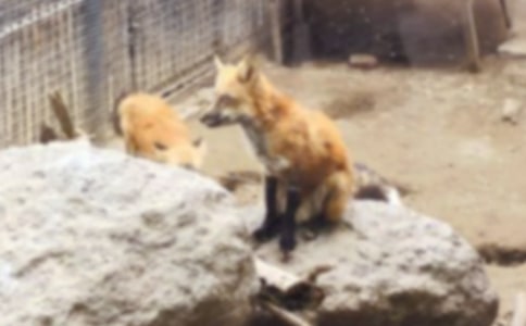 有關(guān)狐貍的作文