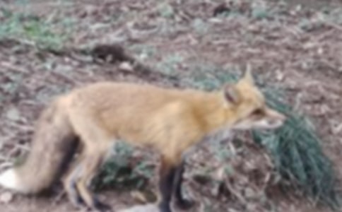 �ƻ��ĺ�؂���Č�(sh��)��15ƪ