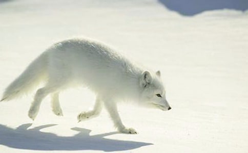 烏鴉和狐貍的故事
