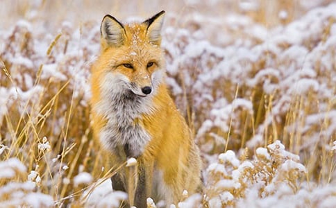 關(guān)于烏鴉和狐貍作文匯編5篇