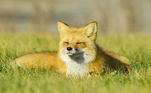 狐貍的計謀優(yōu)秀童話作文