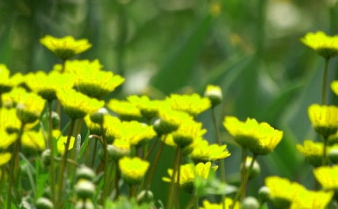 ������`�ŵĻ���ɢ���b�p