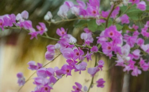 大班美術(shù)教案《美麗的花朵》