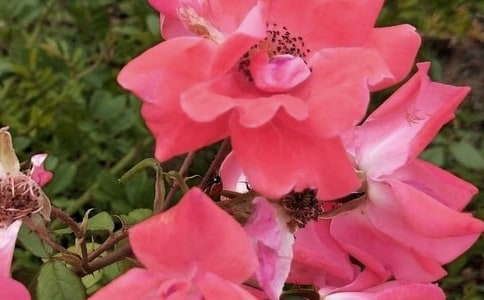 默默盛開的花朵日記600字