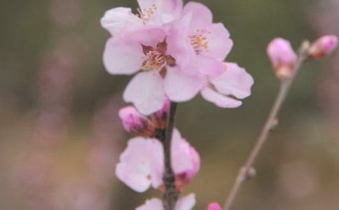 開在記憶深處的花朵作文800字(通用46篇)