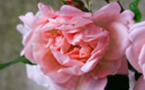 開在記憶深處的花朵