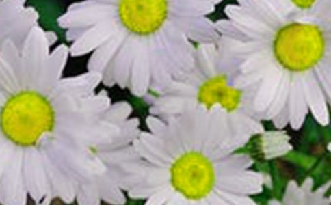 美麗的花朵美術(shù)教案(9篇)