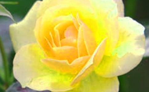 你永遠(yuǎn)是我心中最柔軟的花朵抒情散文