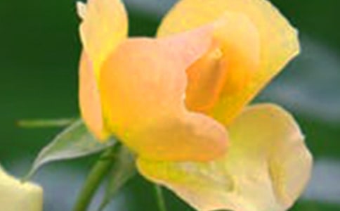 ����ʢ�_�Ļ�������