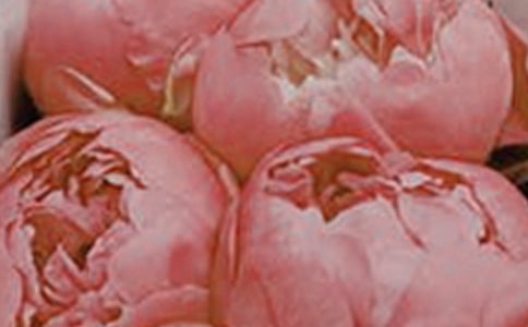 心靈的花朵作文