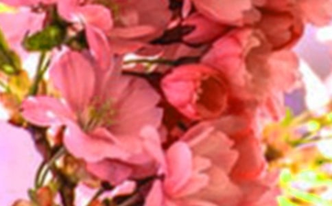 心靈美德花朵作文