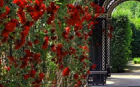 寫景花園作文集合6篇