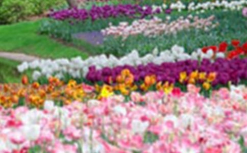 關(guān)于花園的作文精華【15篇】