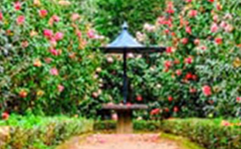 寫景花園作文必備8篇