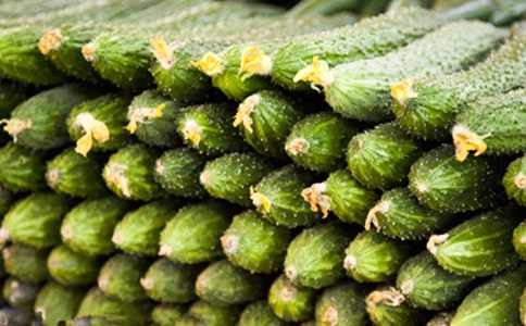 黃瓜日記200字作文