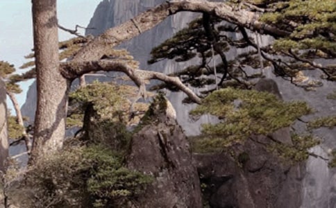 �Sɽ��(d��o)���~[��(sh��)��15ƪ]