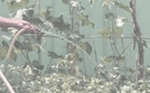 關(guān)于澆花的優(yōu)秀作文