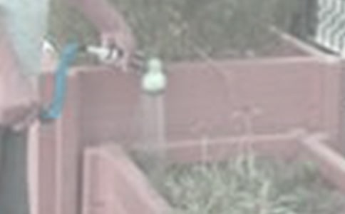 關(guān)于澆花的作文(合集6篇)