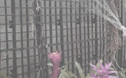 關(guān)于澆花的作文通用20篇