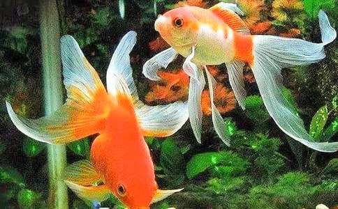 圓圓的金魚250字作文