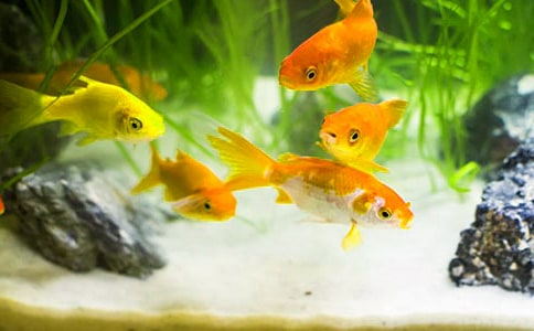 【合集】實(shí)用的金魚作文600字