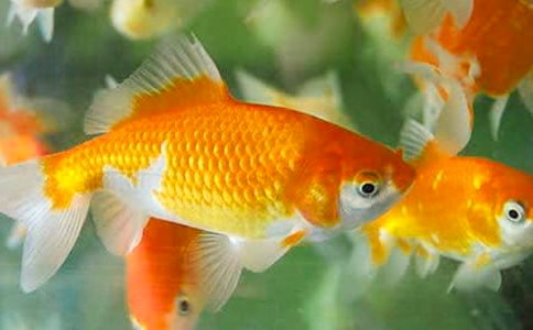 小班藝術(shù)活動(dòng)金魚(yú)吐泡泡教案