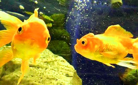 中班金魚美術(shù)教案