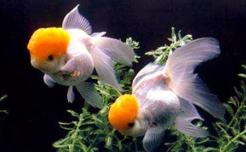 關(guān)于金魚作文400字 探秘金魚“小世界”