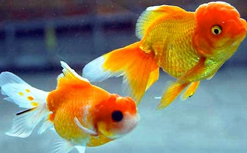 蘿卜金魚大班美術(shù)教案