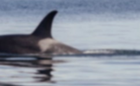 �L�~���̰�