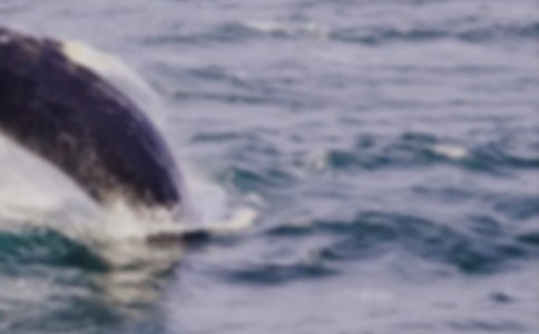 大班美術(shù)教案《鯨魚》