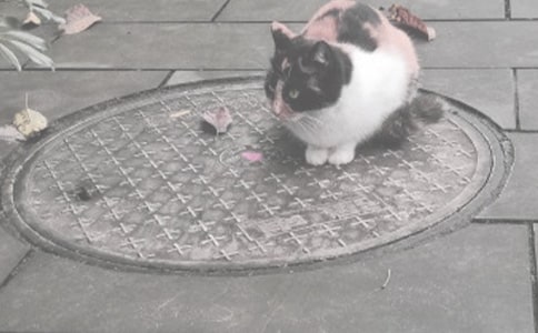 �]���w�õ�񿾮�w����300��