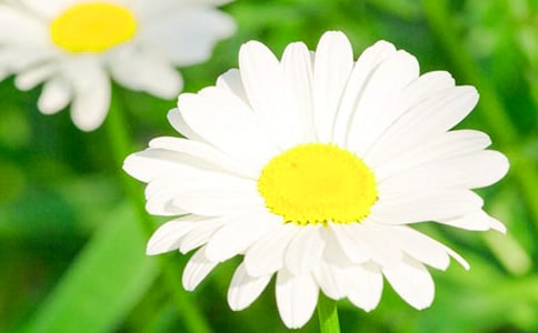 菊花觀察日記(集錦15篇)