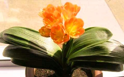 君子蘭作文(必備)