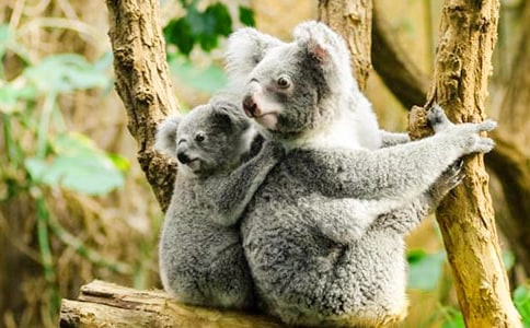 考拉渾身都可愛作文