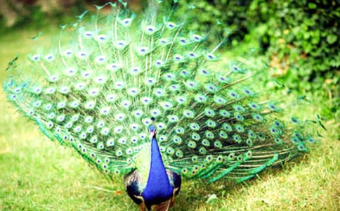 美麗的孔雀中班美術(shù)活動教案